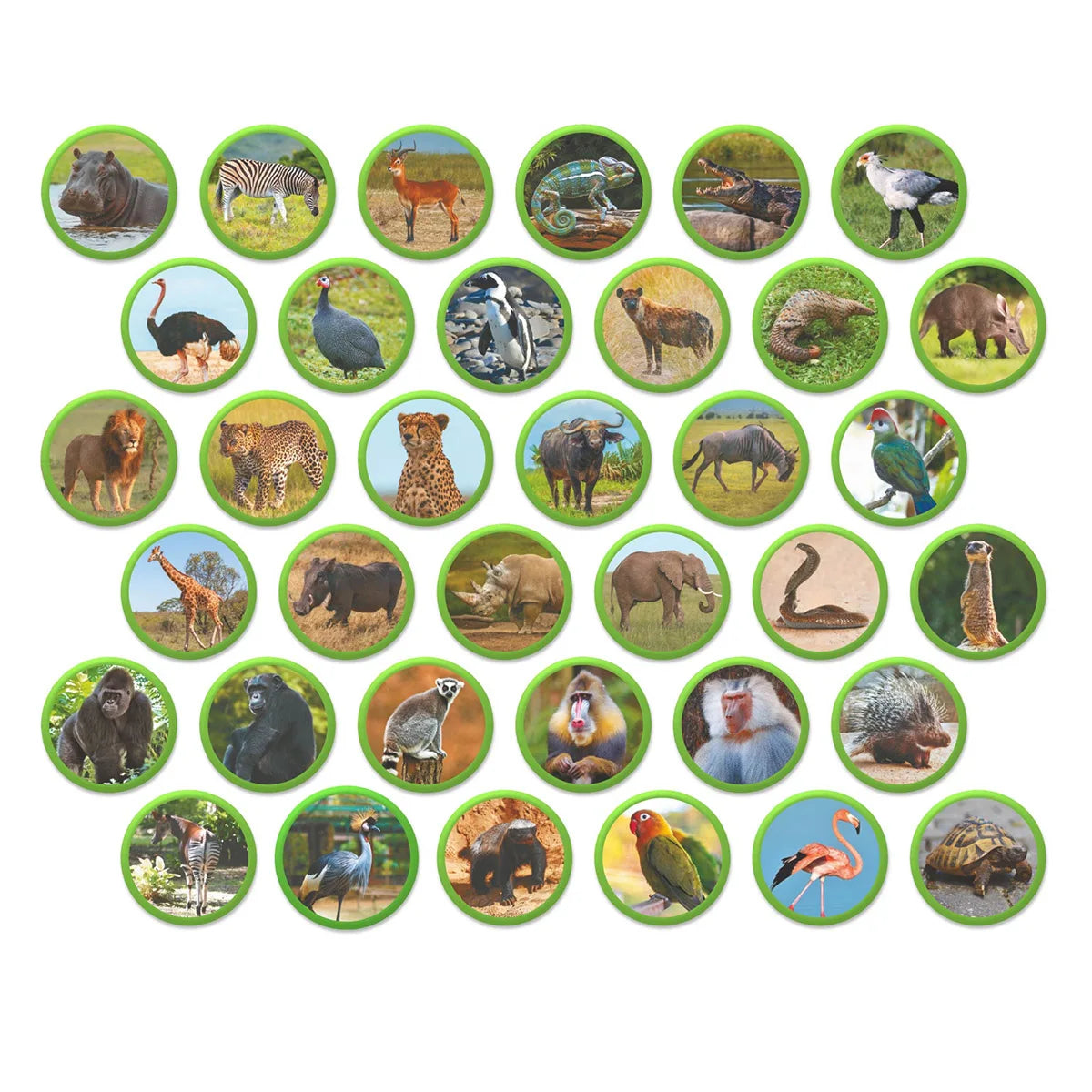 Set magnetic Montessori Animale din Africa – 36 magneți educativi - Dodo Toys